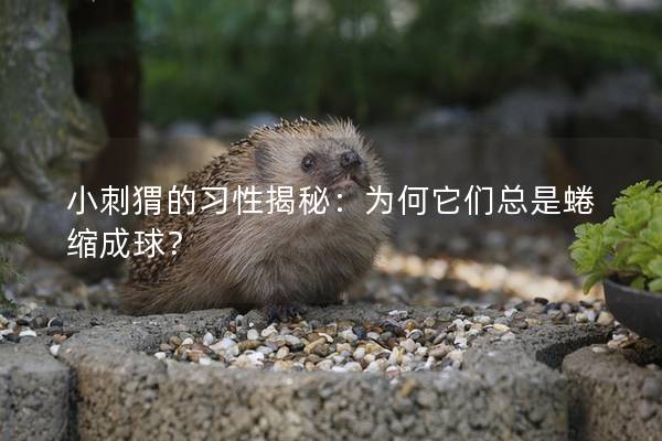 小刺猬的習性揭秘：為何它們總是蜷縮成球？